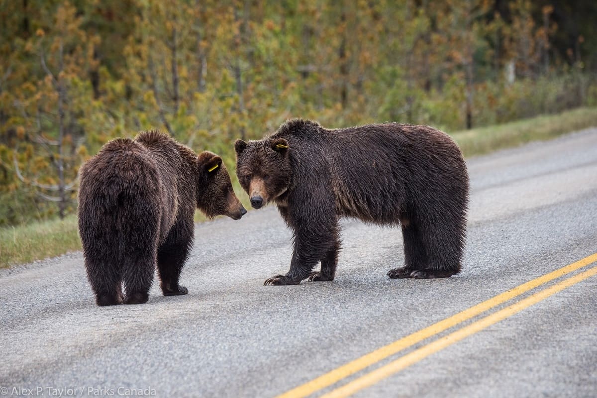 Tragedia en el Parque Nacional Banff de Canadá: Ataque mortal de oso pardo