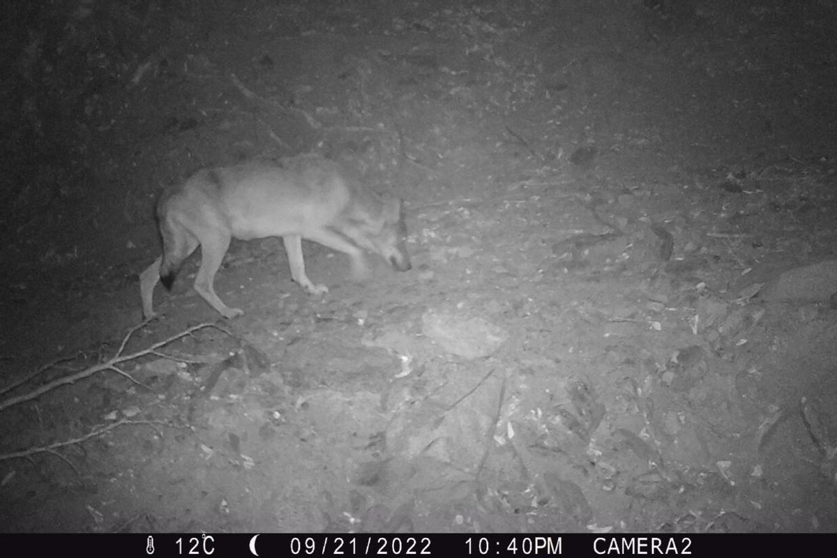 El lobo llega por primera vez al área metropolitana de Barcelona