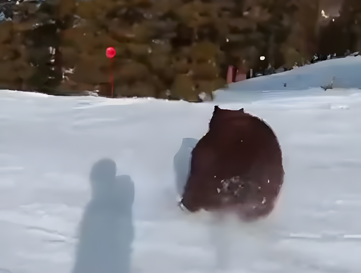 Un esquiador esquiva de milagro a un oso 
