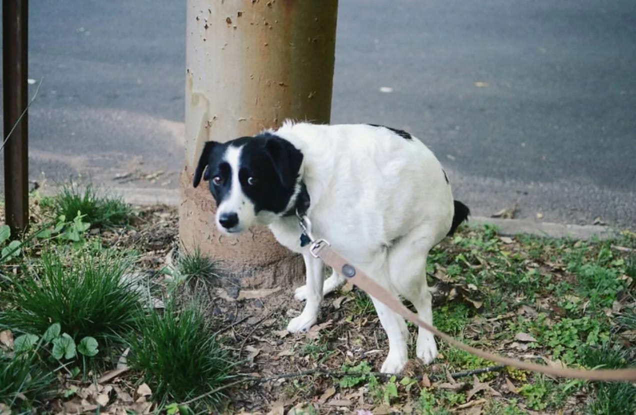 Bolzano declara la guerra a los excrementos de perros: los dueños deberán pagar por pruebas de ADN