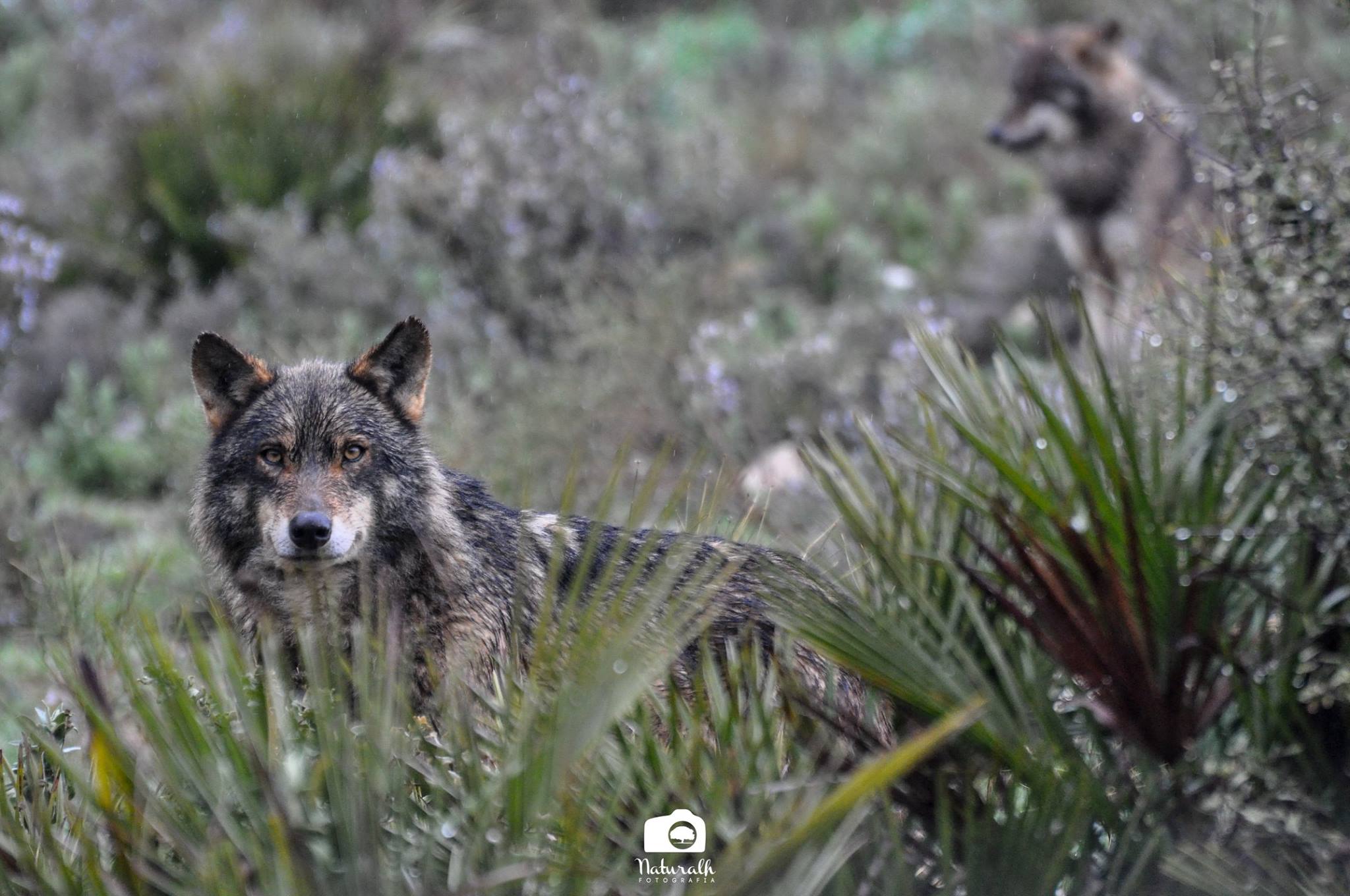 Un lobo emigra de Alemania a Catalunya recorriendo más de mil kilómetros