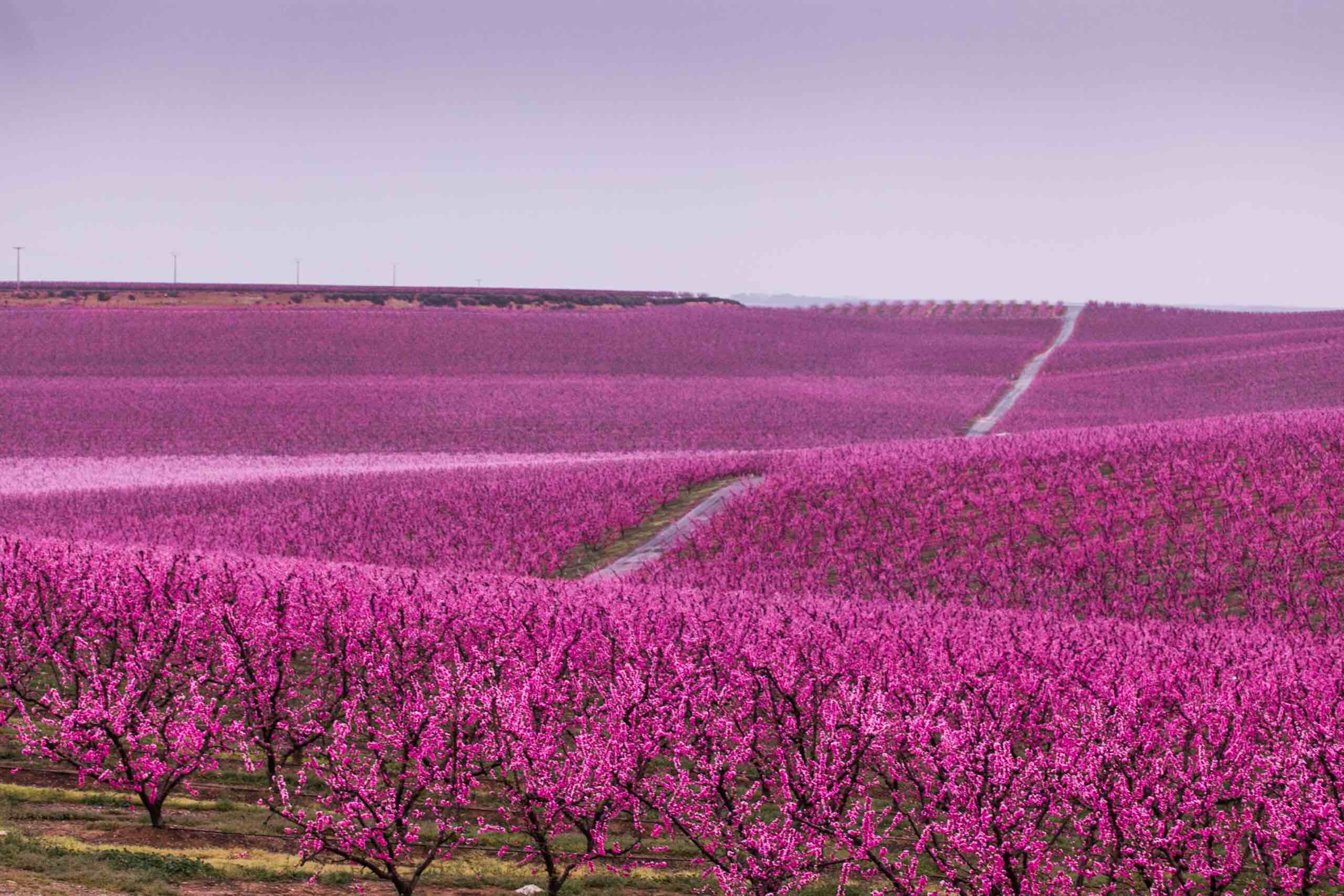 El turismo de floración de los árboles frutales se abre paso en las Garrigues y el Segrià