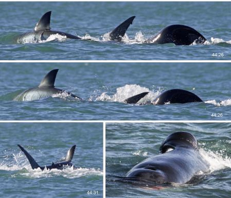 La asombrosa depredación, frente a la costa de Mossel Bay, Sudáfrica, representa un comportamiento sin precedentes que subraya la excepcional habilidad de estos cetáceos.