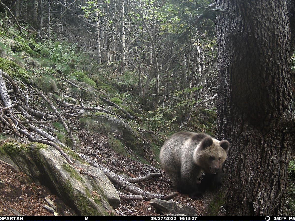 Se confirma la presencia de un oso en la comarca del Alt Urgell (Lleida)