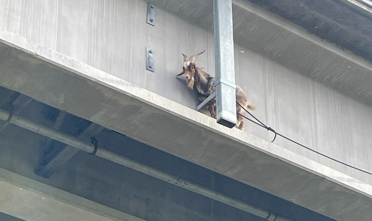 Gran operativo de rescate por…una cabra colgada de un puente en Kansas