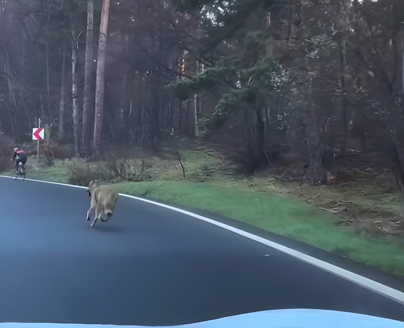 Vídeo: Un conductor ahuyenta a unos presuntos lobos que perseguían a un ciclista