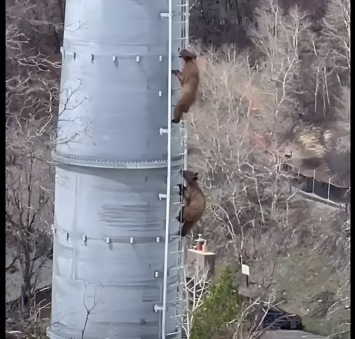 Vídeo: los osos demuestran sus habilidades escalando una pilona de un telecabina