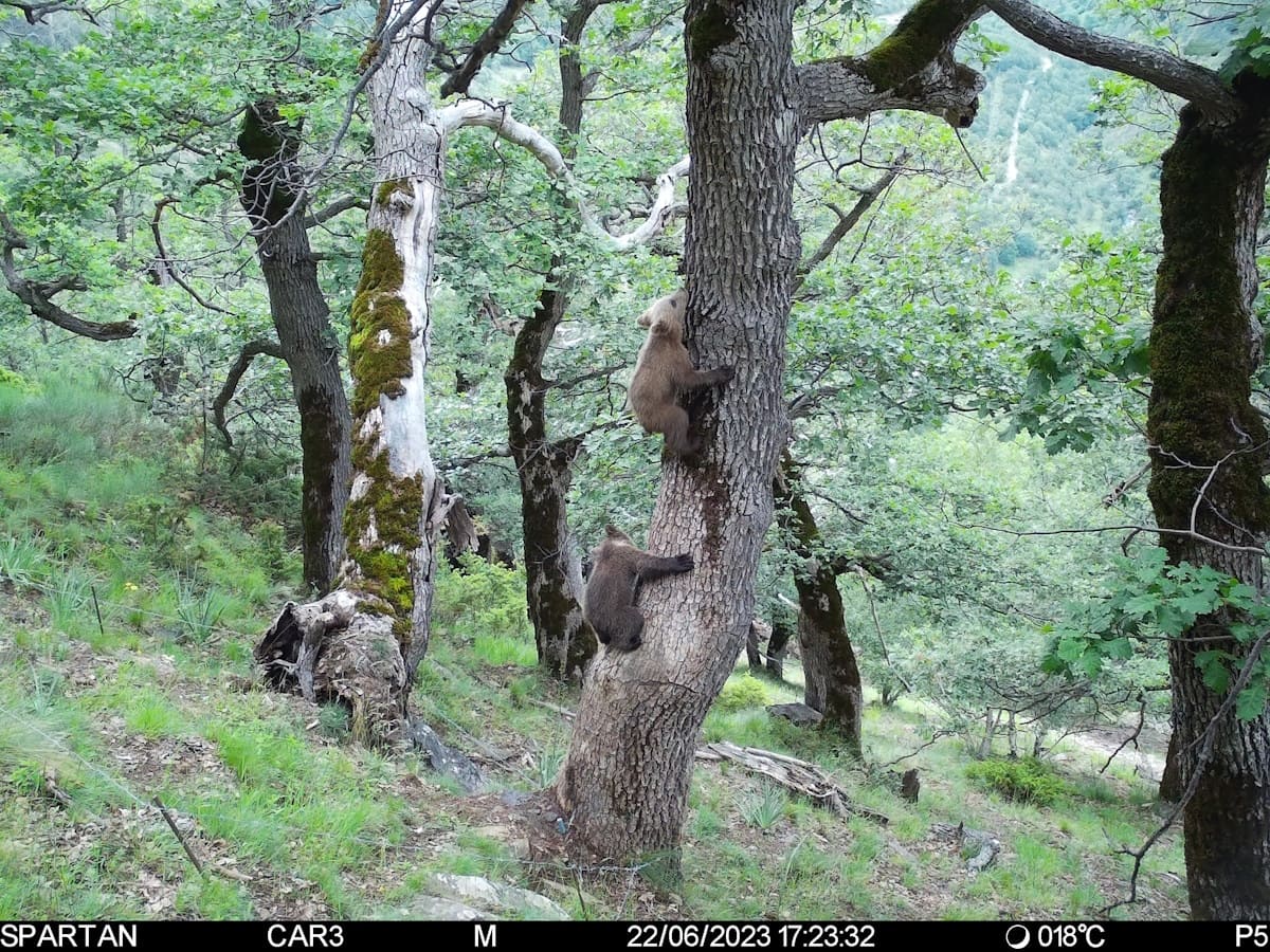 Sigue aumentando la población de osos en el Pirineo: un total de 83 ejemplares en 2023