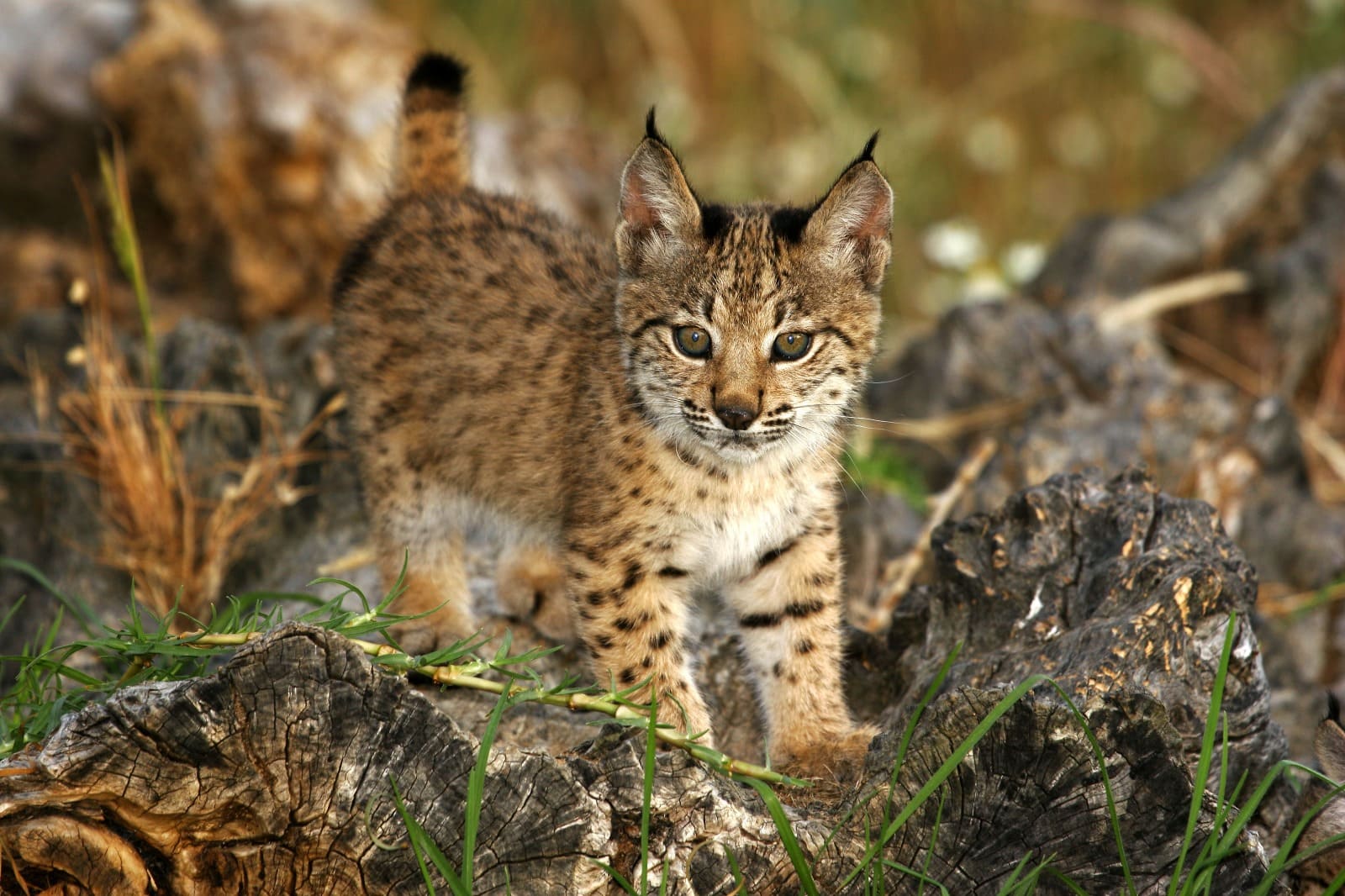El Lince Ibérico se recupera: La población crece un 80% en tres años