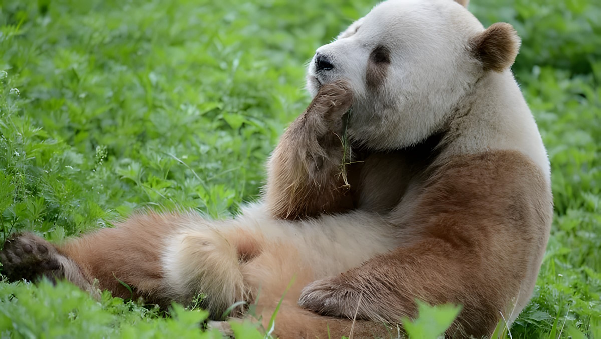 Sorpresa en Shangqing: graban a un oso panda marrón después de seis años