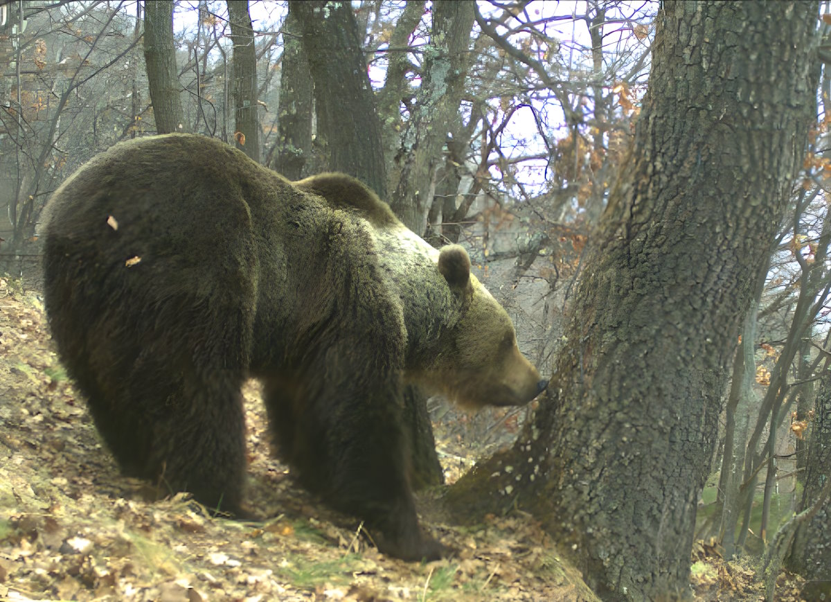 ¿Qué hacer si te encuentras con un oso en los Pirineos?