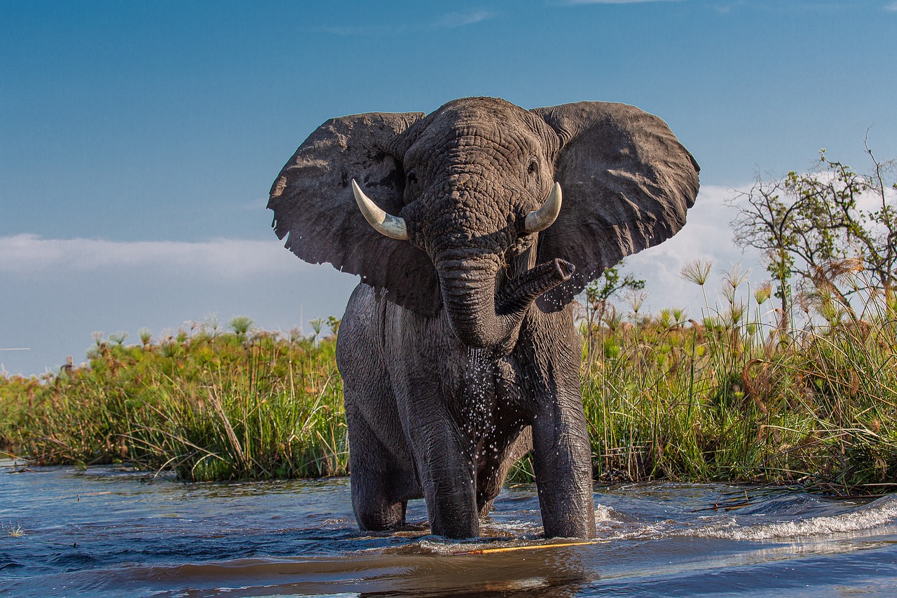 Un turista español pierde la vida en Sudáfrica tras ser atacado por un elefante