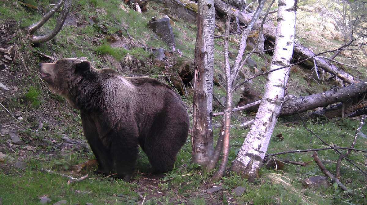 La presencia de osos en Andorra aumenta: 8 ejemplares identificados en 2024
