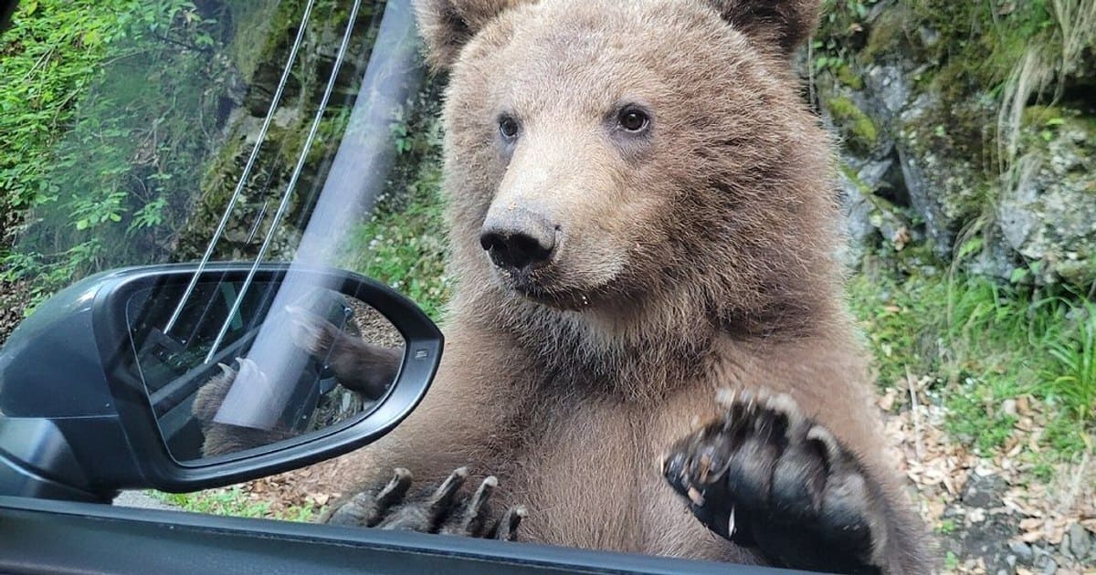 Un oso pardo ataca a una turista española que quería hacerle una foto en Transfăgărășan