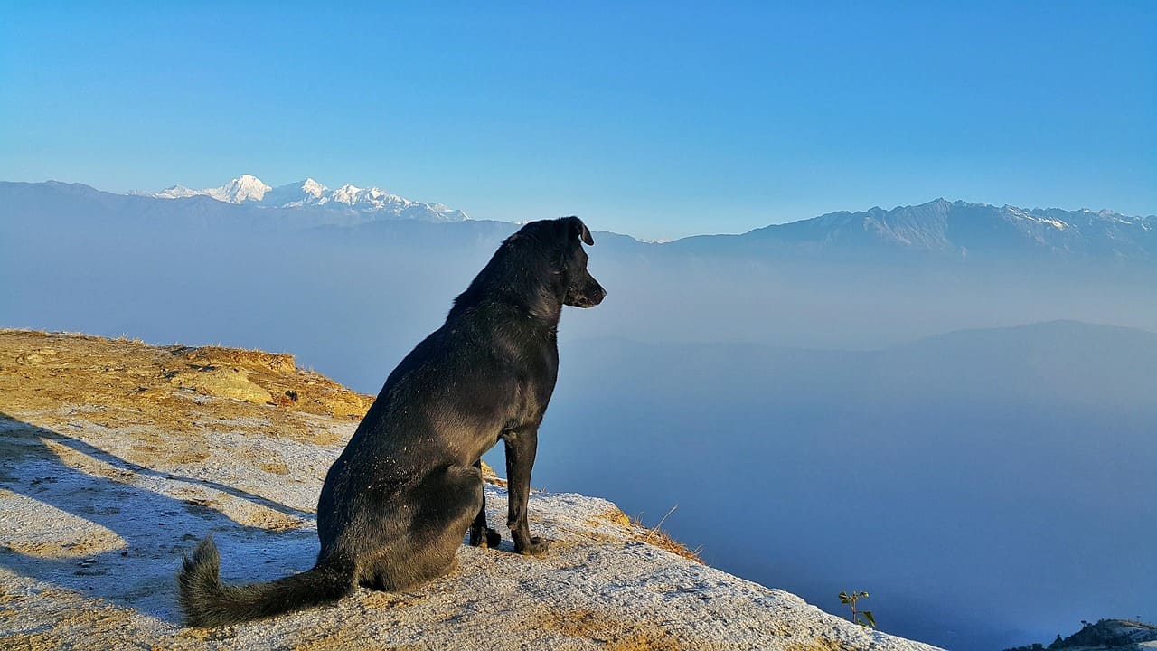 Viajar con mascotas es a menudo un asunto complicado