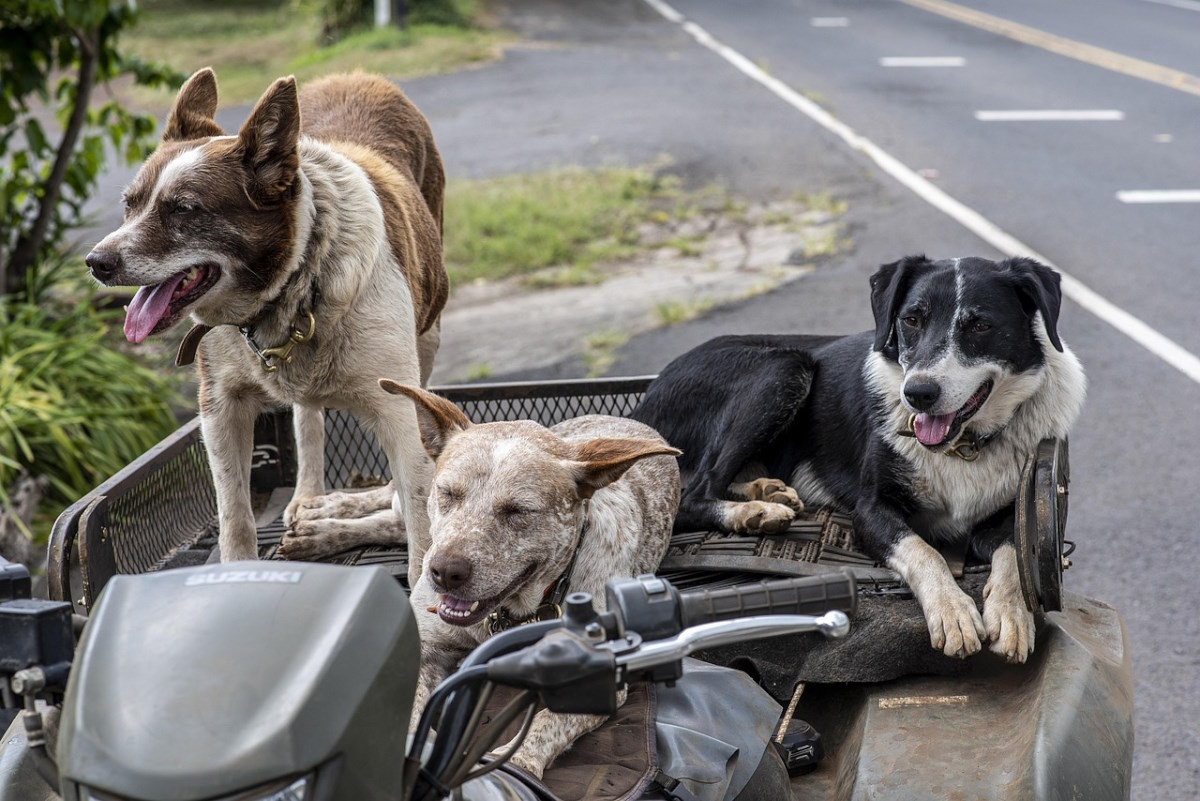 Las 10 ciudades más pet-friendly para viajar con tu mascota
