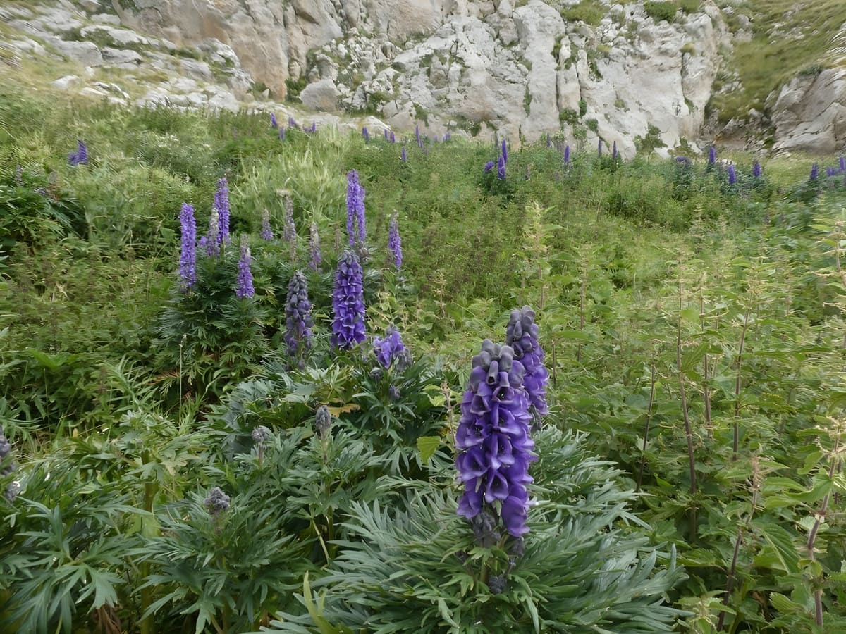 El Pirineo esconde la planta más tóxica de Europa: un excursionista, hospitalizado