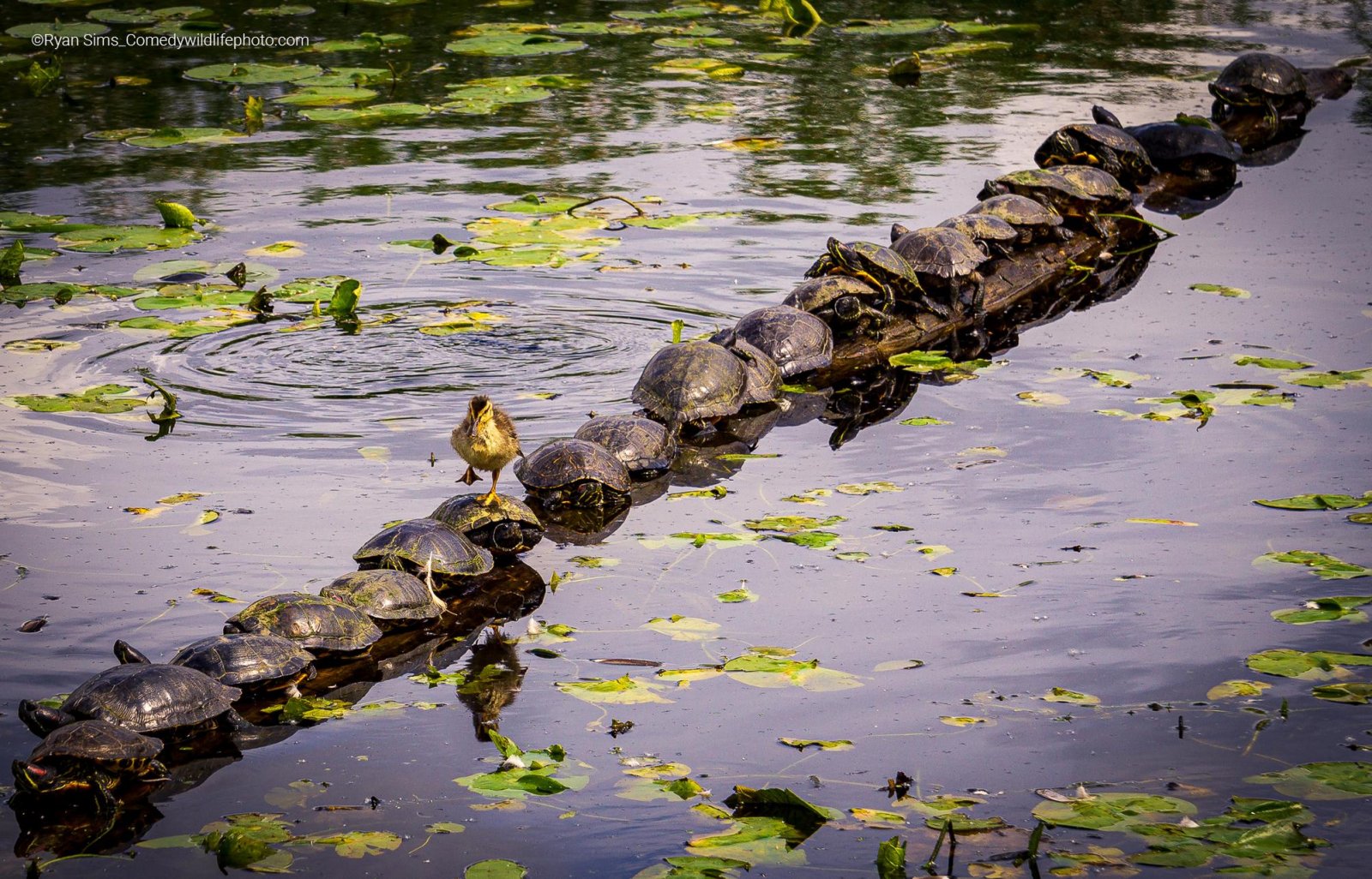  Patito saltarín sobre fila de tortugas bien alineadas sobre un tronco