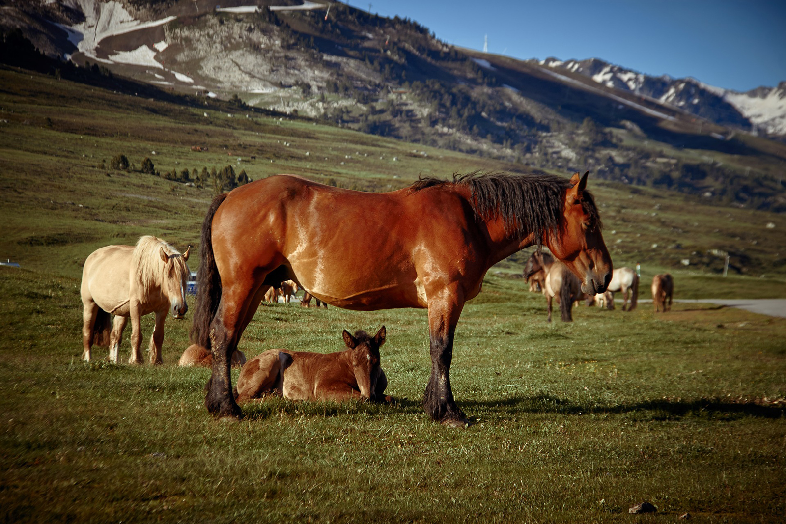 Prados Vall de Núria