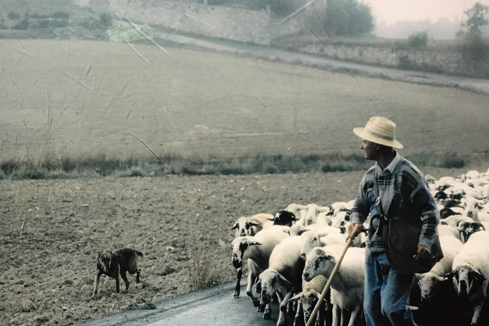 Pastor en la Vall de Núria