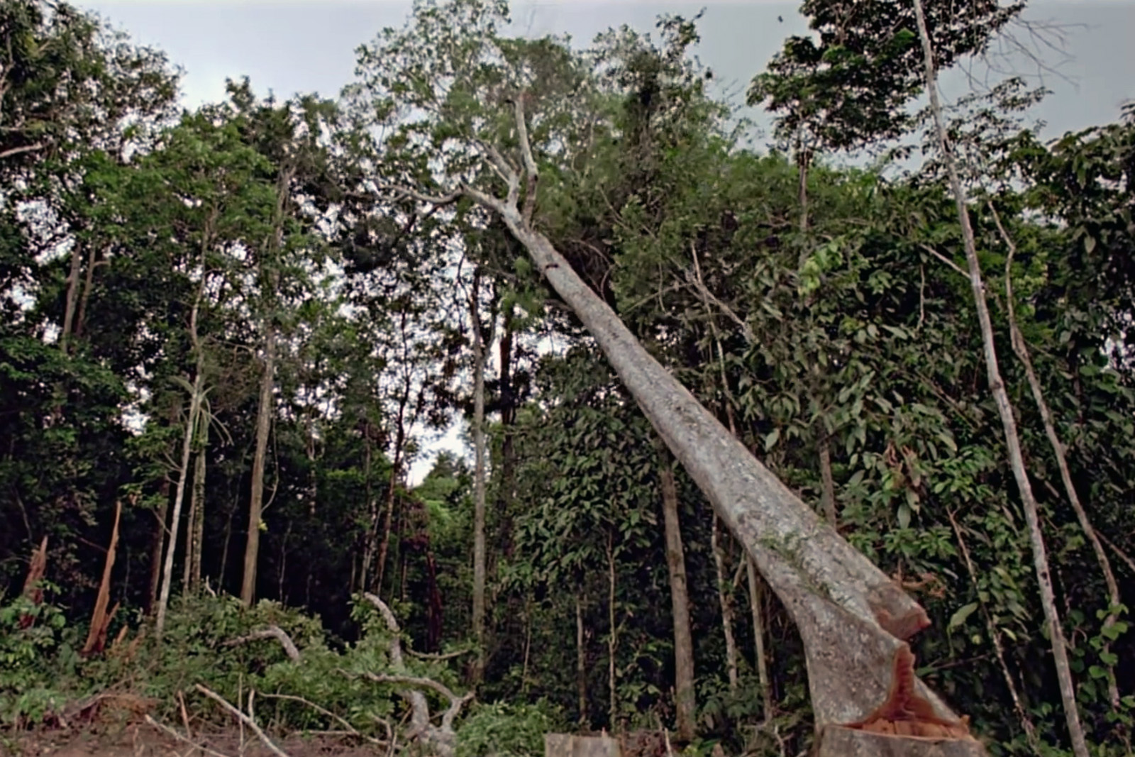 Imagen tráiler oficial documental Baraka