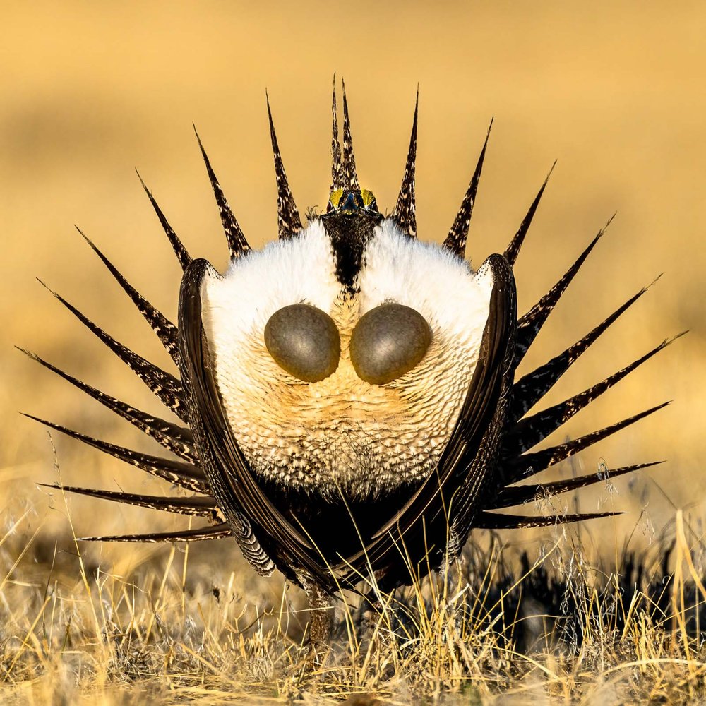 3-Or-BEST-PORTRAIT- Ly Dang- United States- Bird-Photographer-of-the-Year-2022-winners-20-lugaresdeaventurajpg.jpg