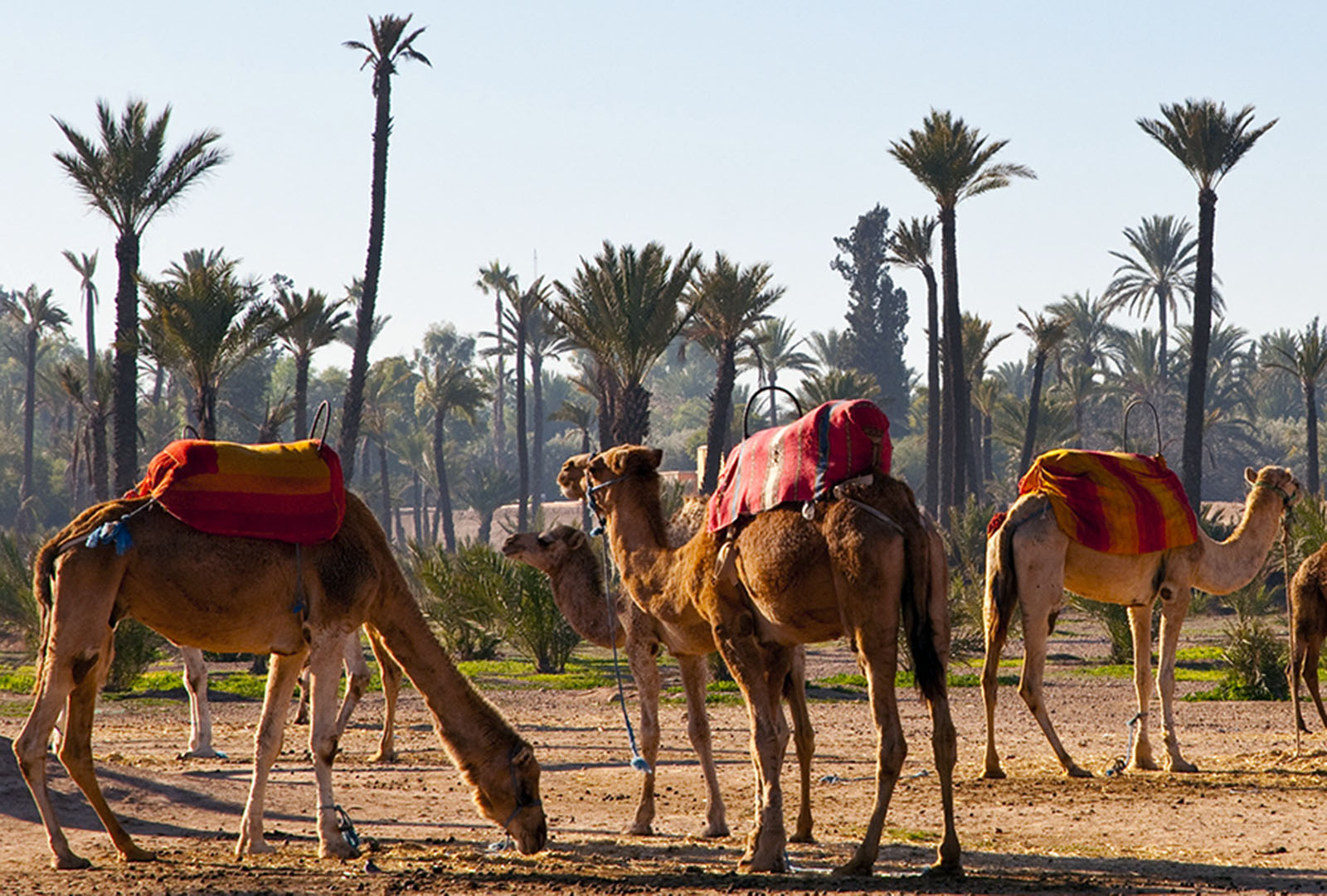 4-marrakech-palmeral-camellos-visit-morocco-com.jpg 