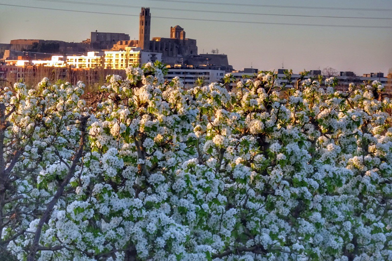 Arbres florits 5-Lleida.jpg