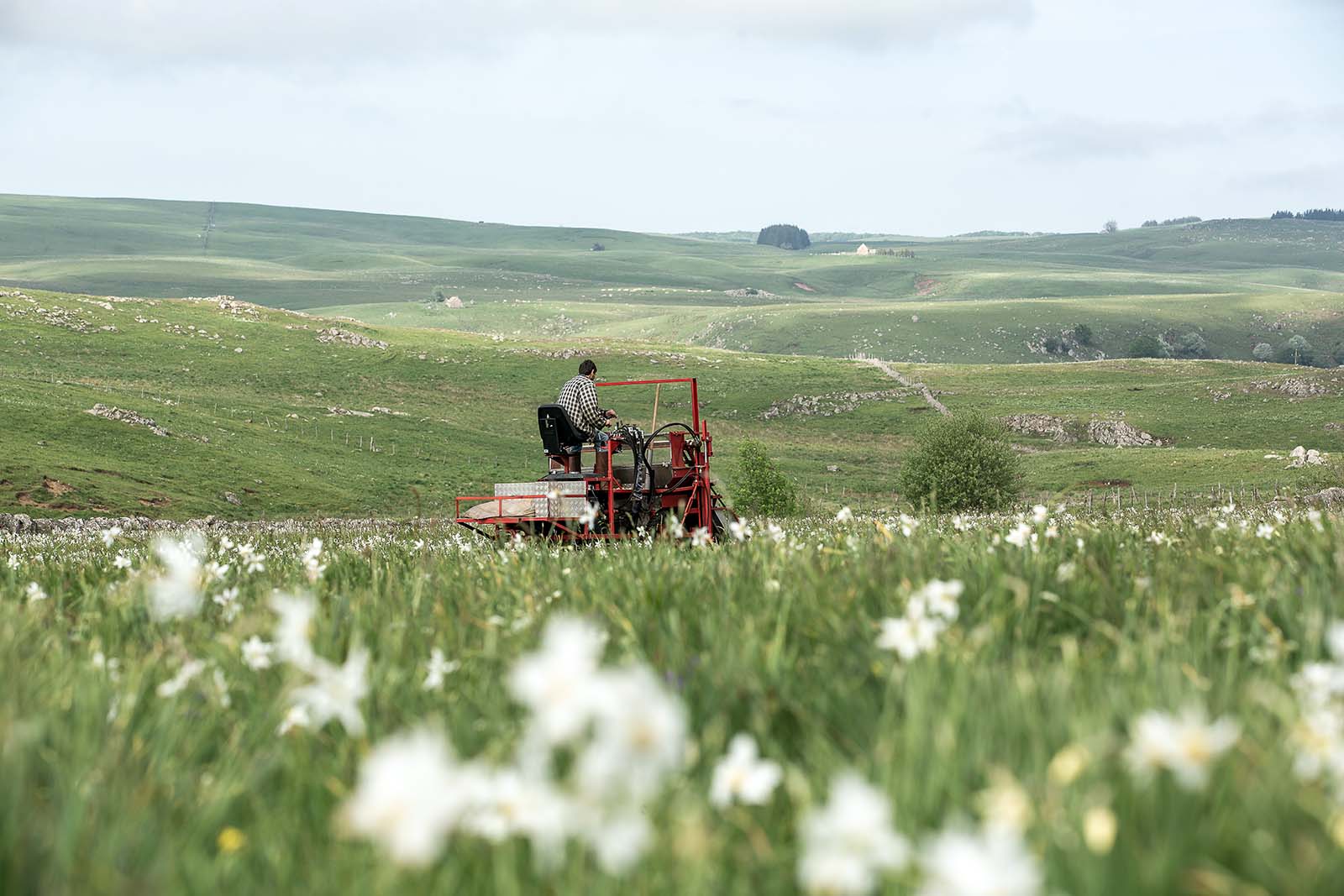 Aubrac Narcisses @ Benoit Colomb Lozère Tourisme