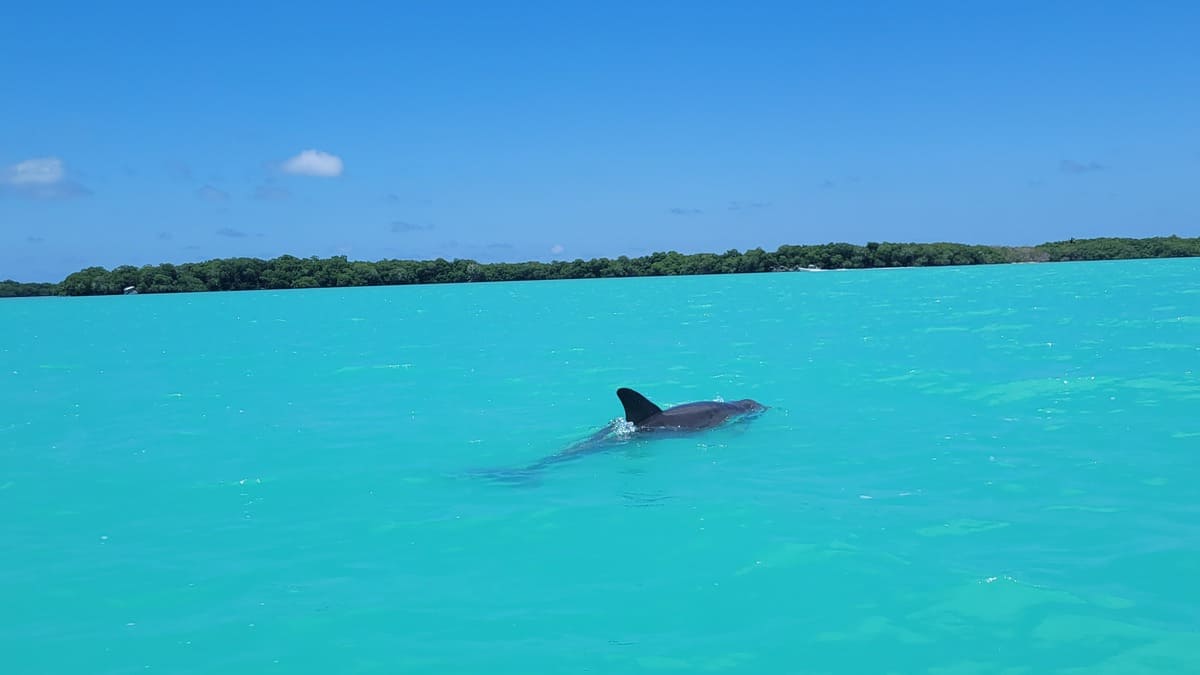 Avistamiento de delfines en Sian Kaan-Lali Ortega Cerón