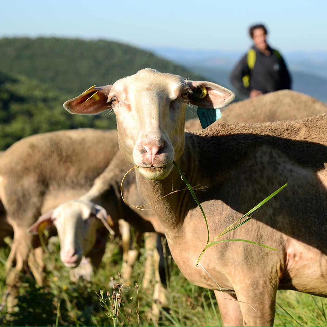 ovejas-en-aveyron-lugaressdeaventura