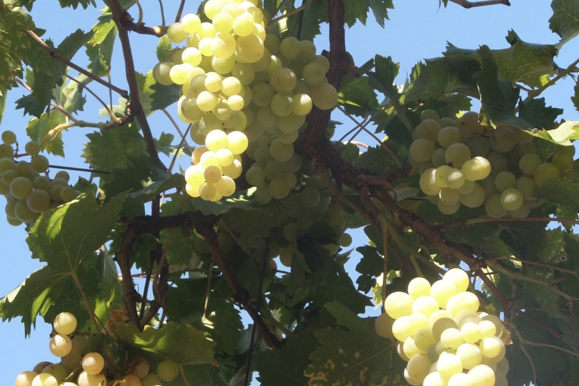 uvas