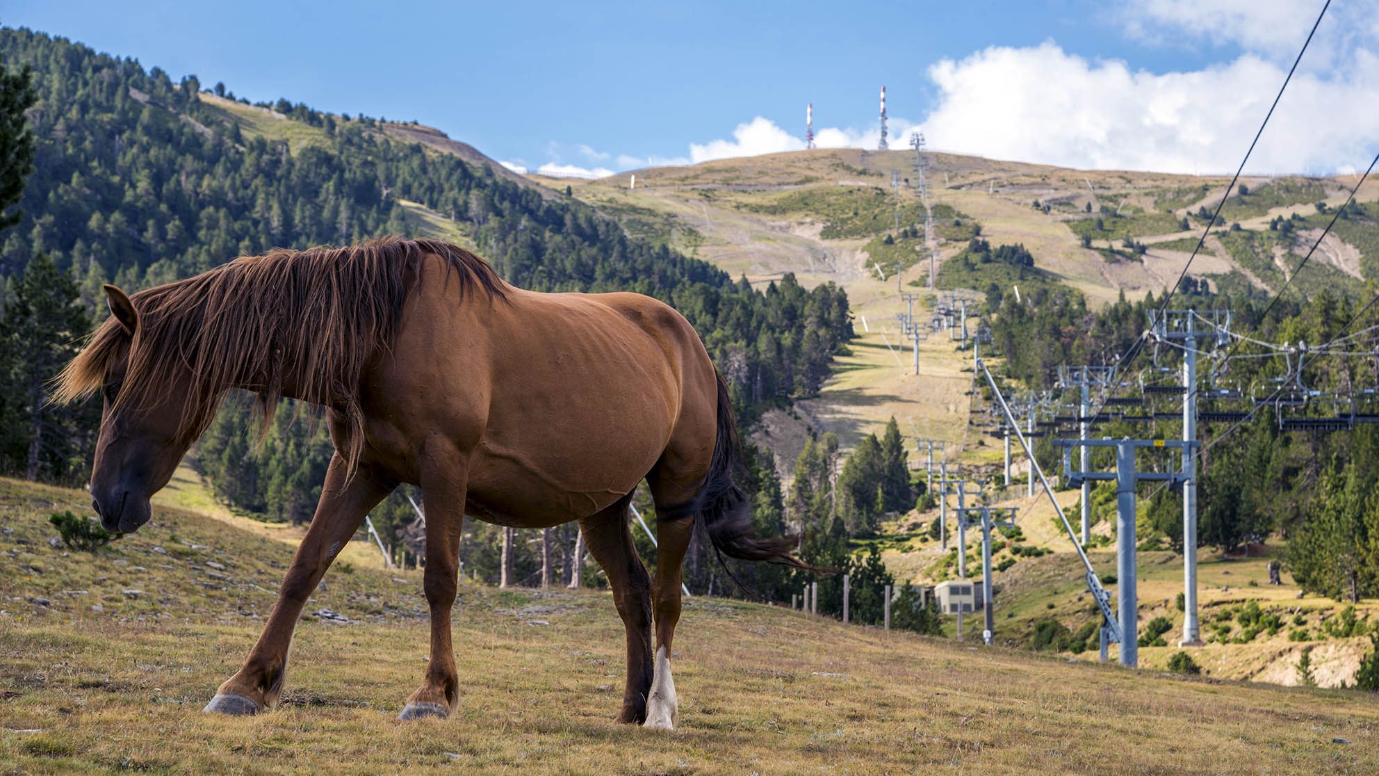 Cavall vistes al Pic de l'Orri. Arxiu Espot i Port Ainé.jpg 