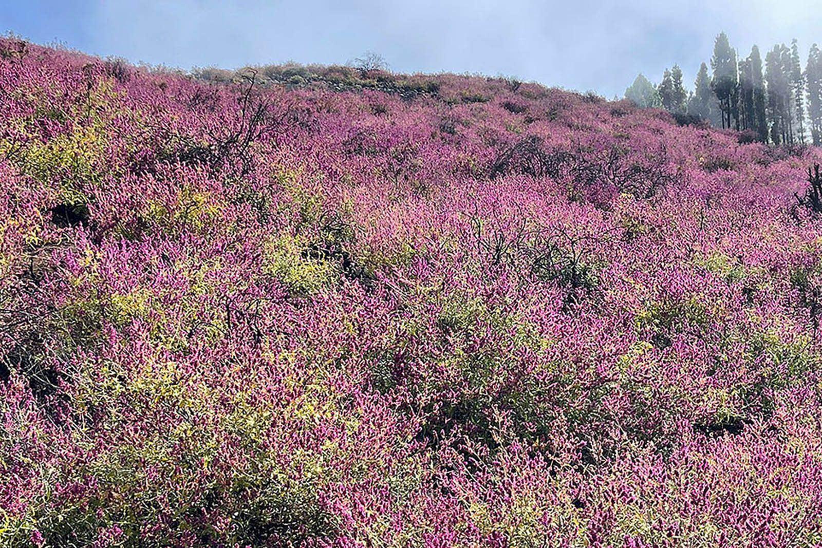 Cumbre-Salvia-roja-gran-canaria-lugares-de-aventura.jpg 