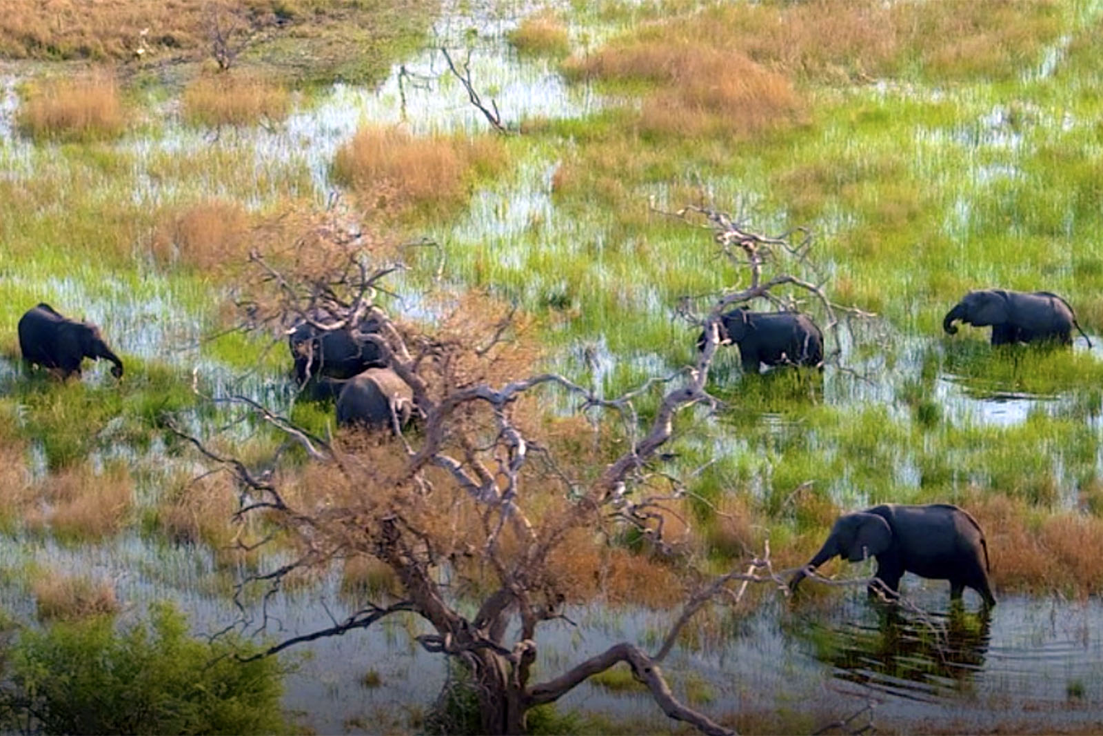 delta-del-okavango-botswana