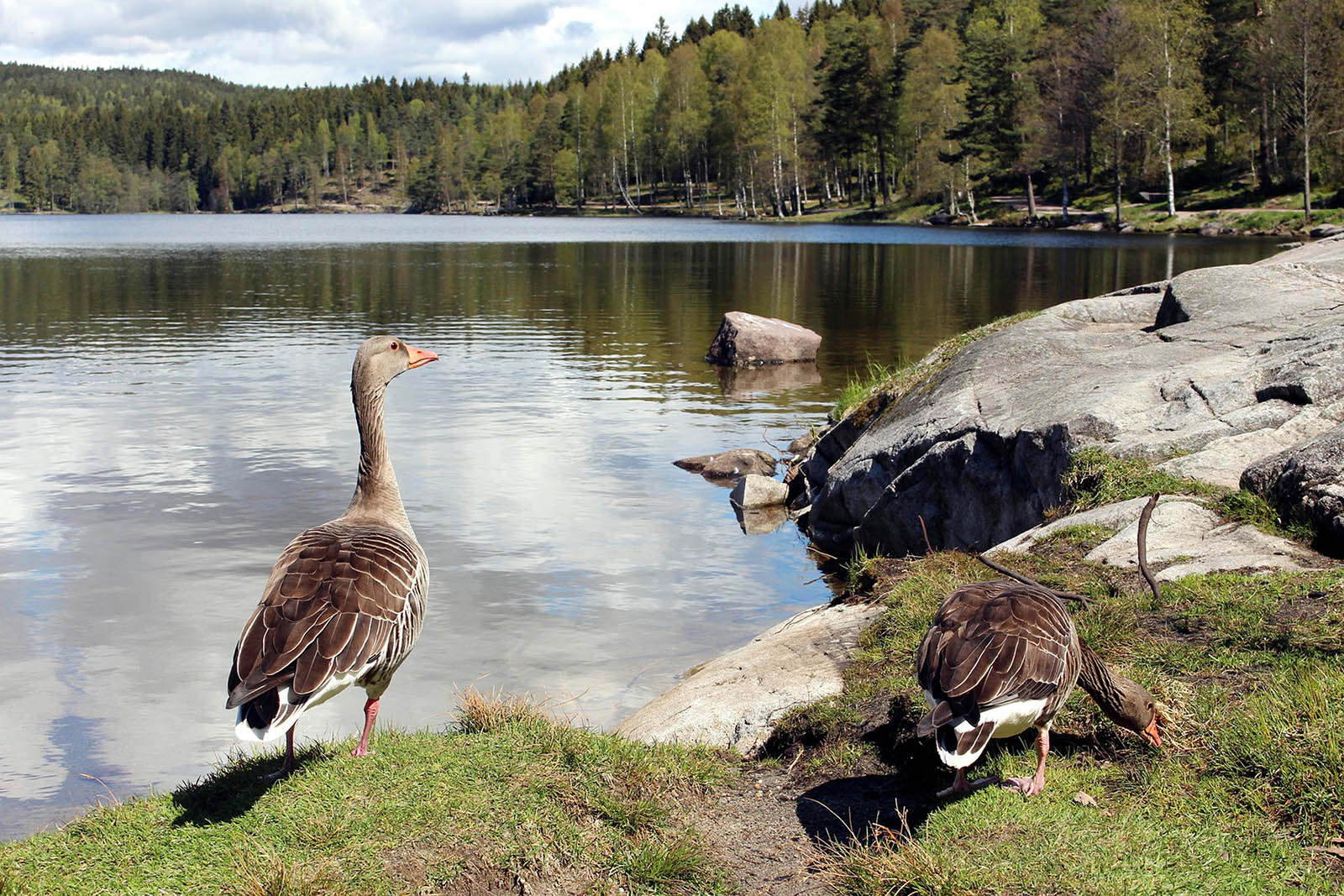 Nordmara.Noruega