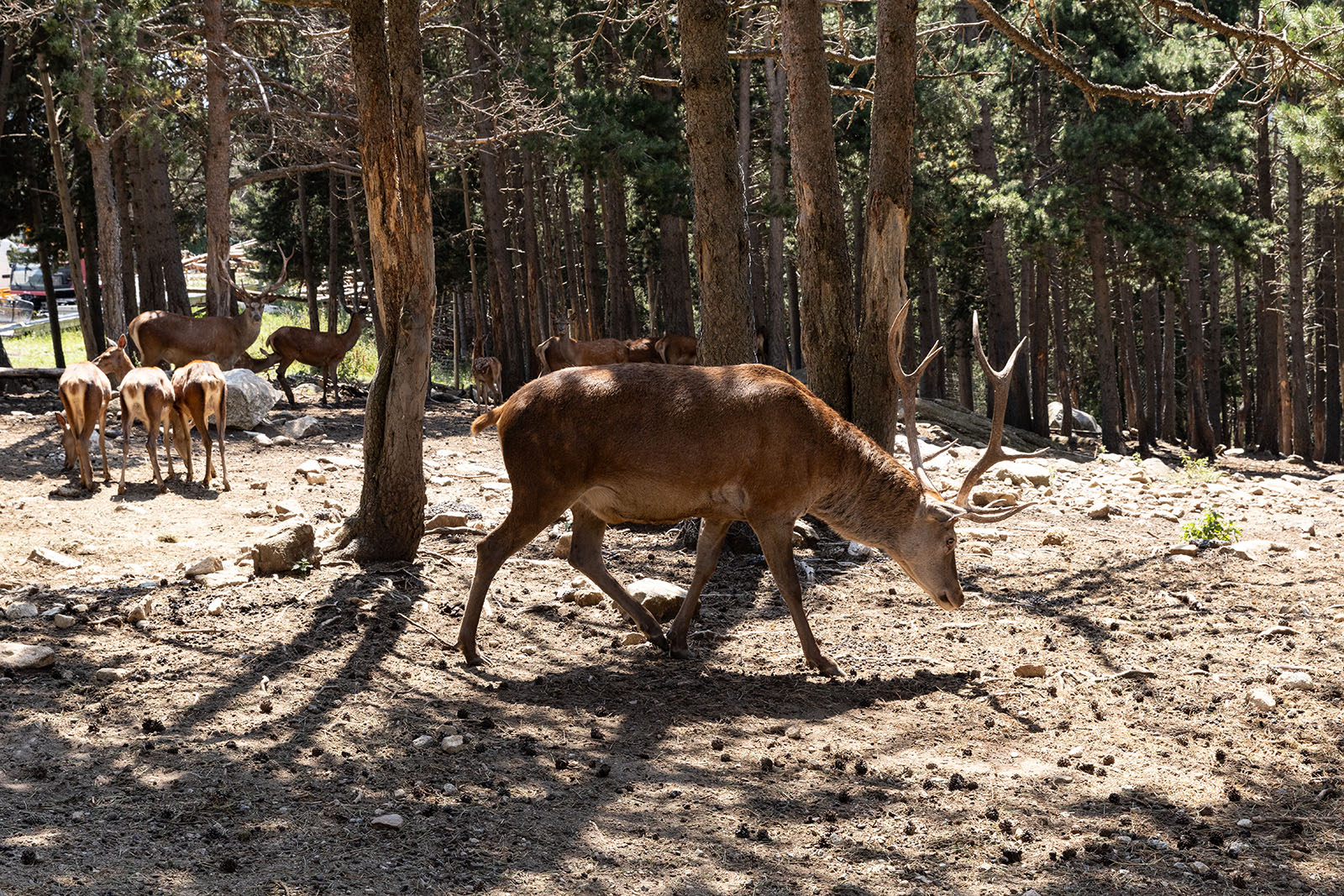 Ciervo en el parque zoológico de les Angles. Fotografía Lugares de Aventura. Autora: Júlia Miralles