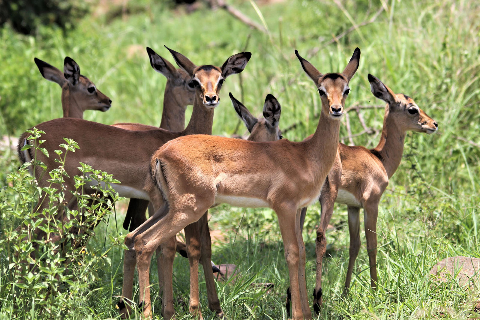 Impalas