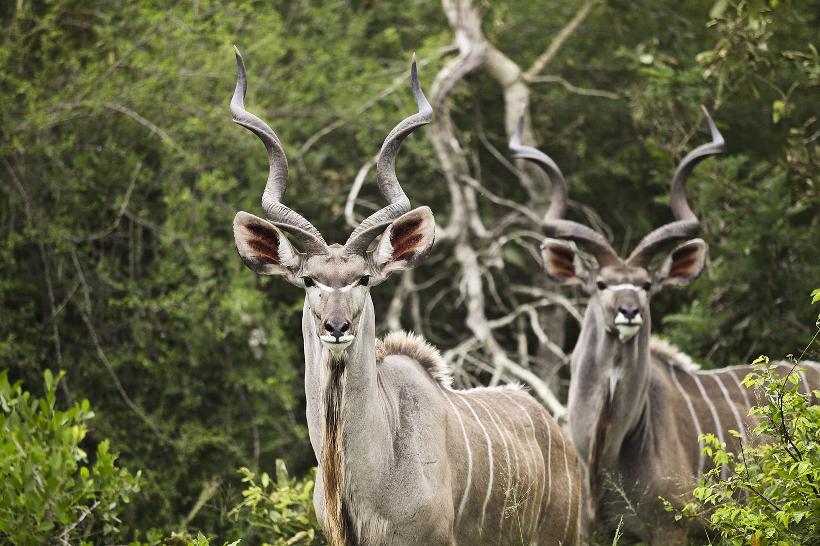 Kudus Parque Kruger