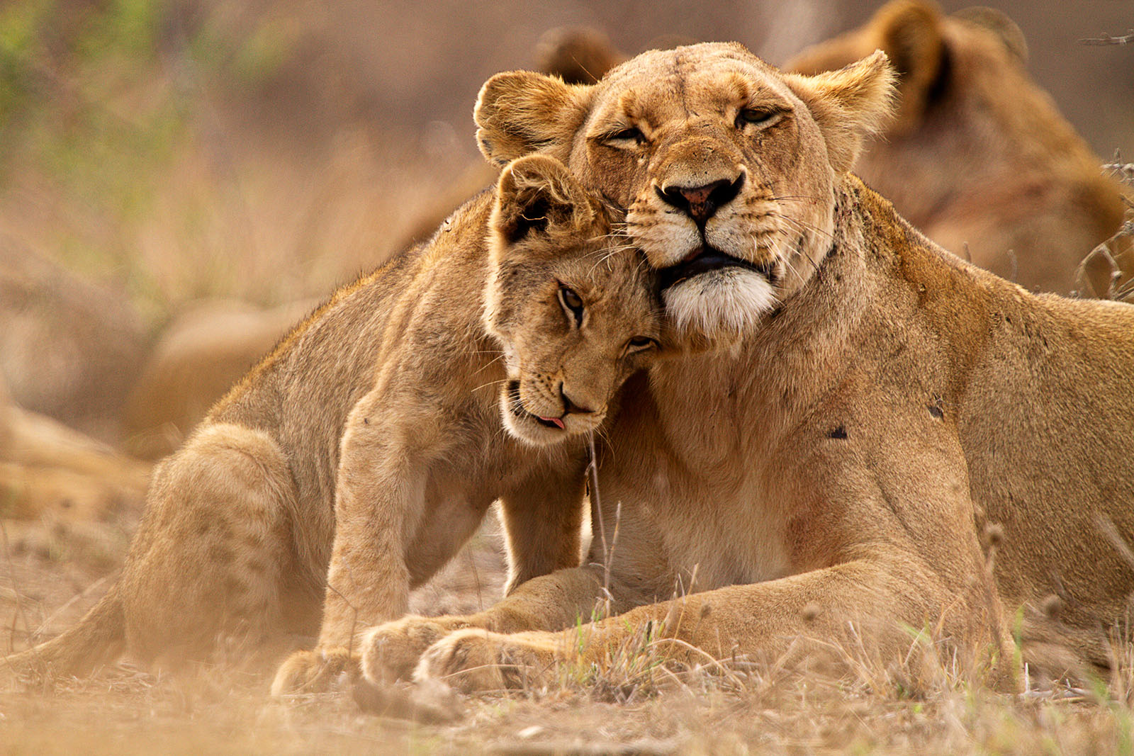 Leonas cariñosas Parque Kruger