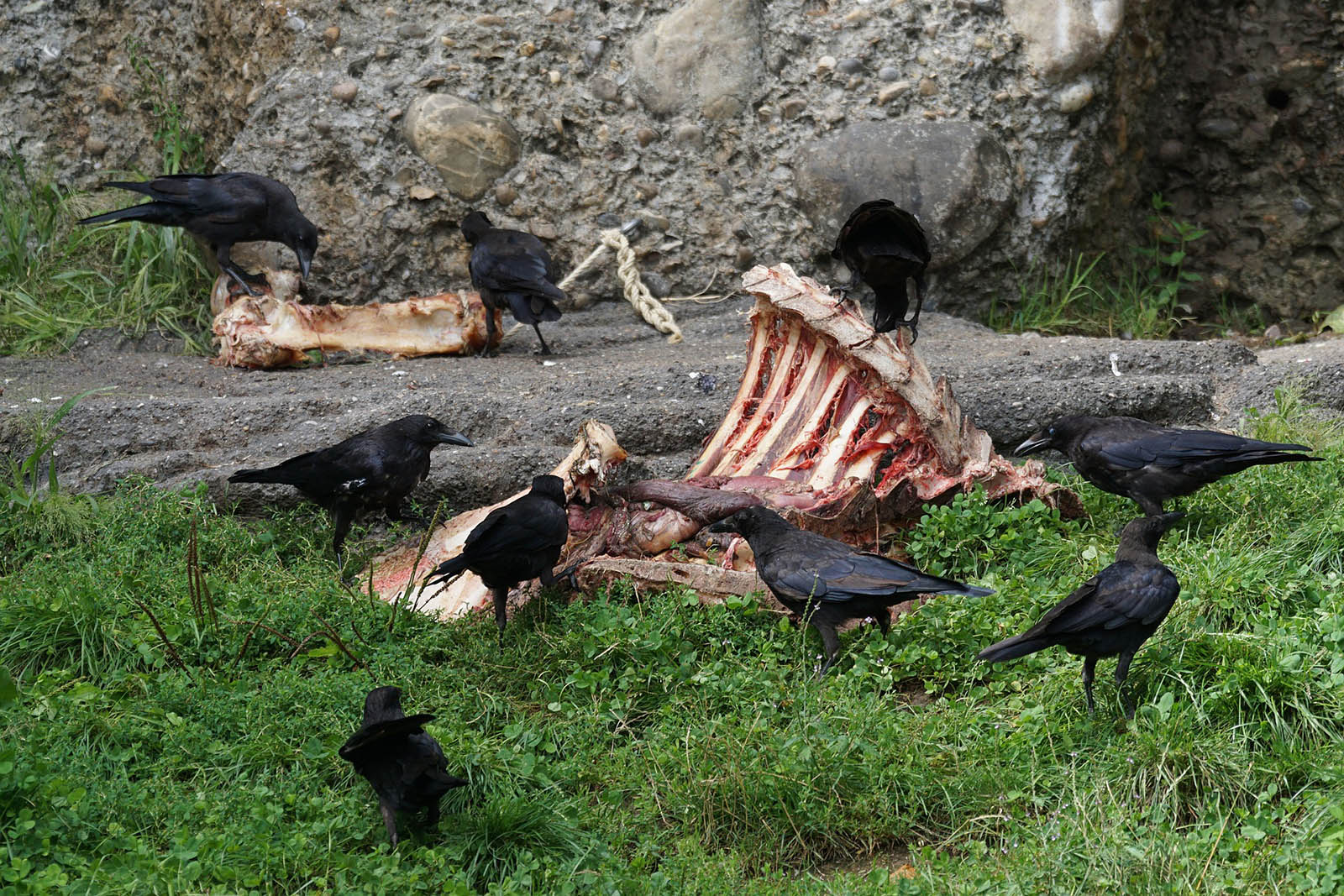 cuervos comiendo carroña