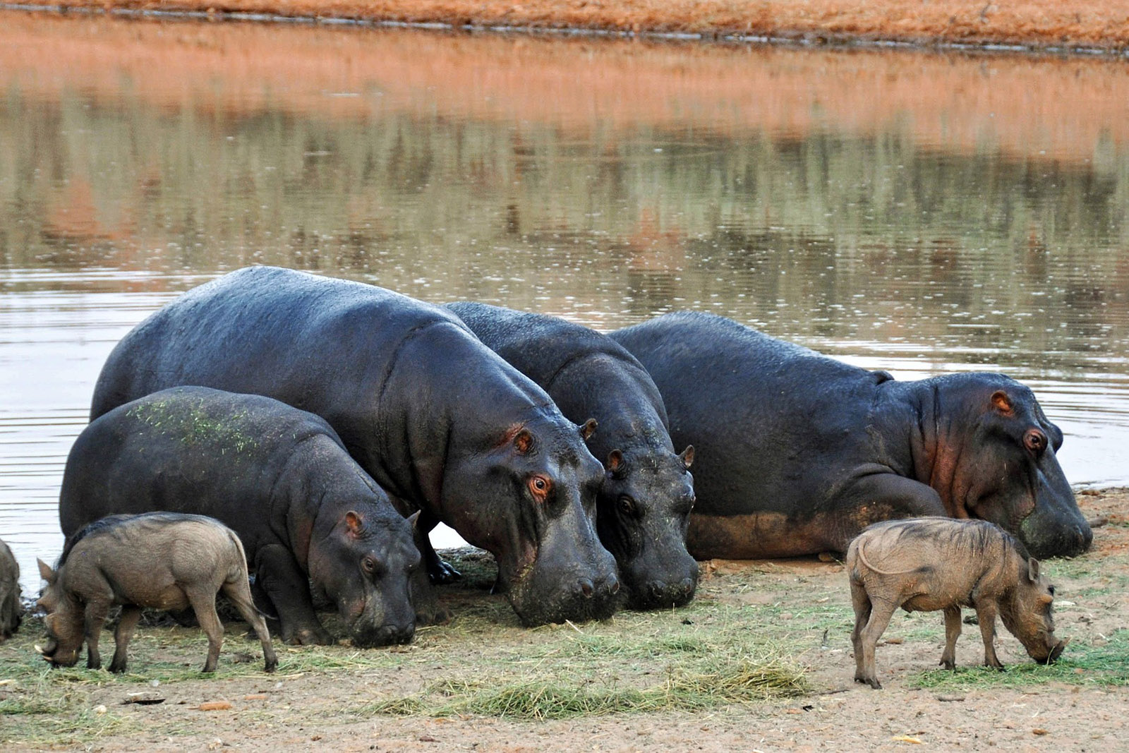 Hipopótamos con sus crías Parque Kruger