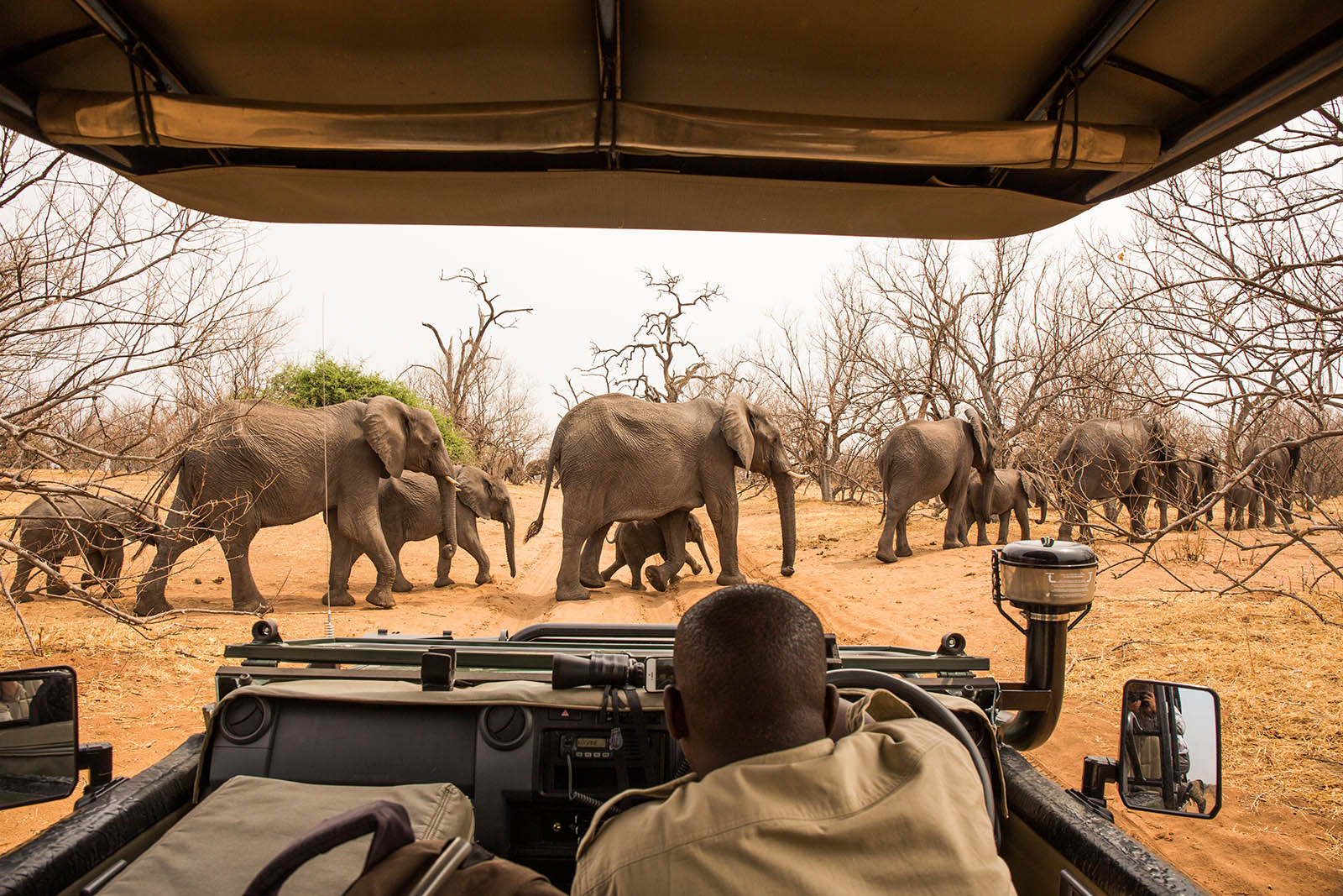Manada de elefantes cruzando el camino