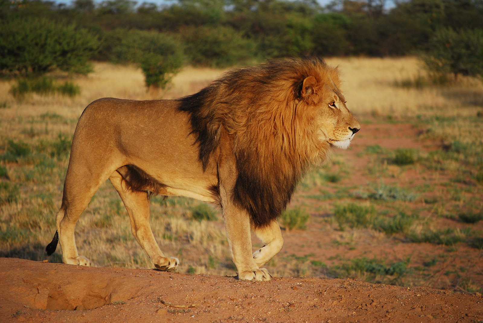 león Parque Kruger