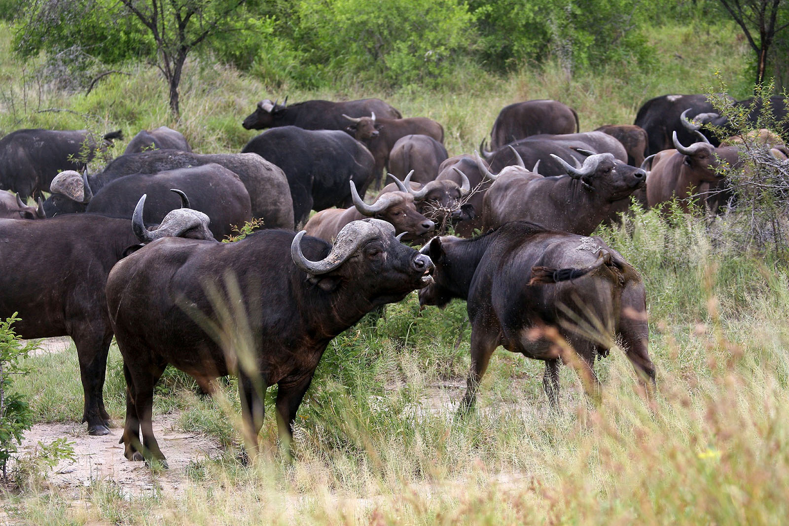 Manada de búfalos