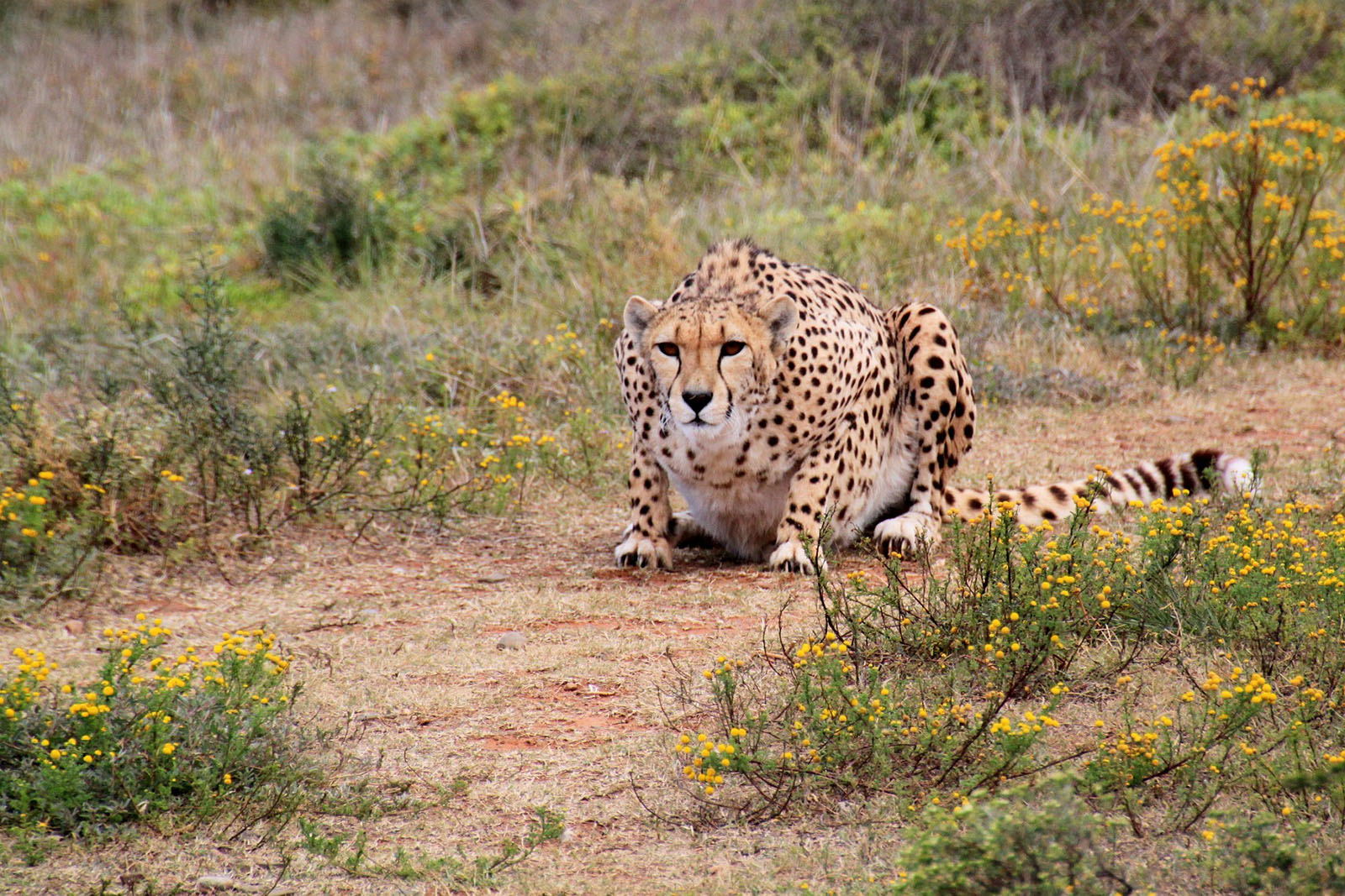 Leopardo Parque Kruger