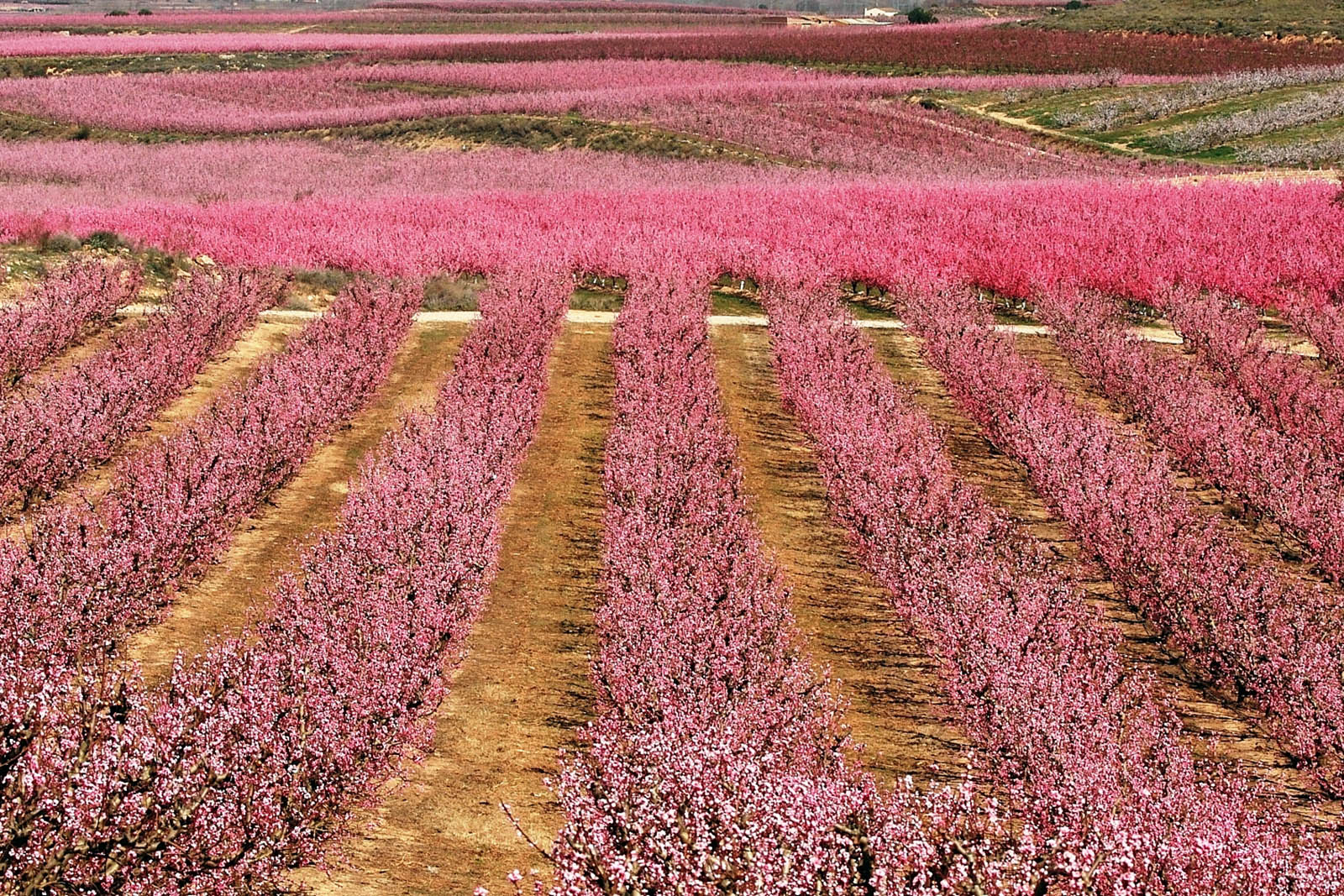 FRUITURISME_AJUNTAMENTAITONA_rengleres camps colors rosa.jpg