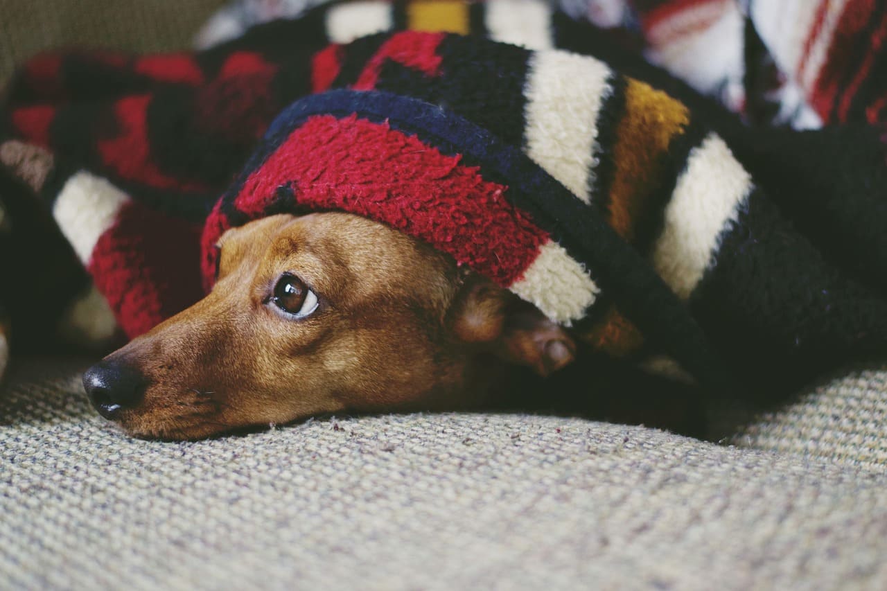 Foto 1-perro acostado-Pixabay-Lugares de Aventura