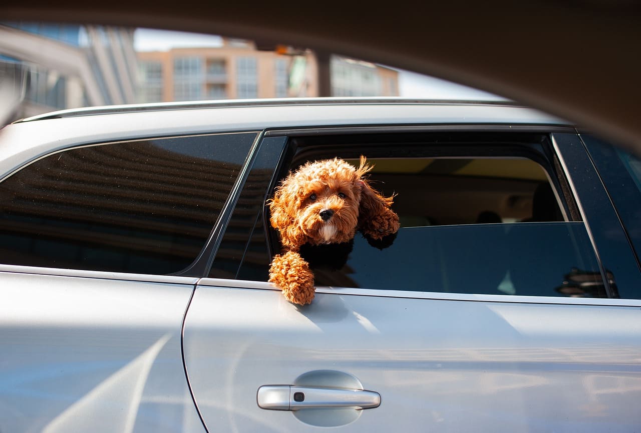 Foto 2-perro en un coche-Pixabay-Lugares de Aventura