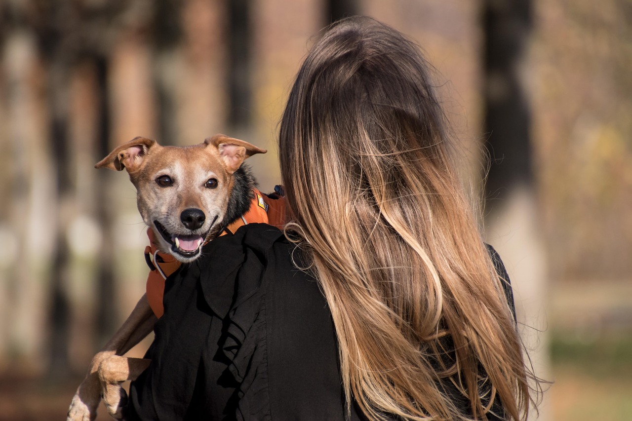 Foto 3-perro en un viaje-Pixabay-Lugares de Aventura